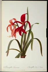 Amaryllis Formosissima, 1808, aus 